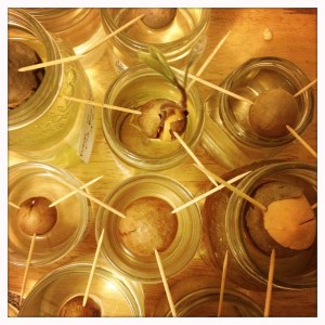 Hoarding Avocado Woman