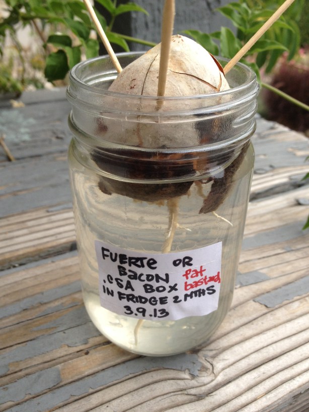 13.6.7 TheWholeRuth Fat Bastard Avocado Seed 2