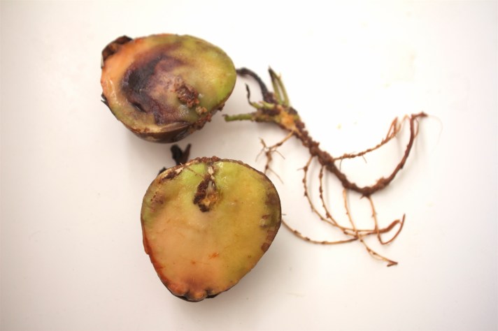 I like how he looks like a sea horse here.