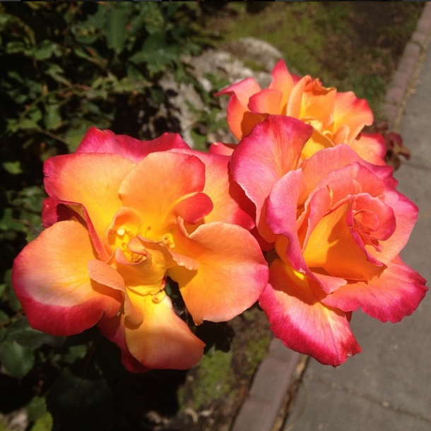 13.5.5 TheWholeRuth Roses Icing