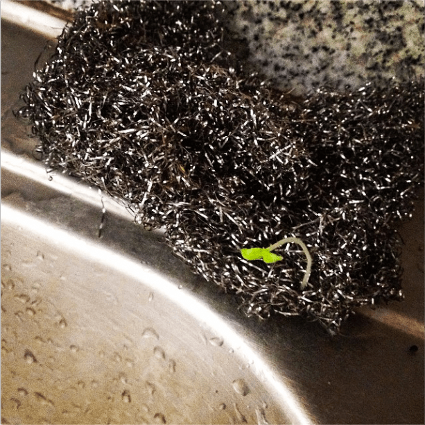 The Whole Ruth Steel Wool Sprout