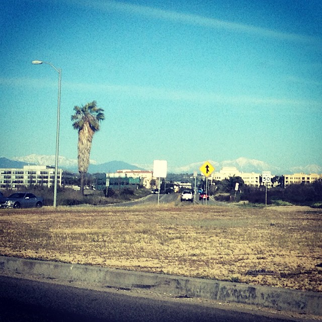 15.2.24 TheWholeRuth Palm Trees Snow Mountains