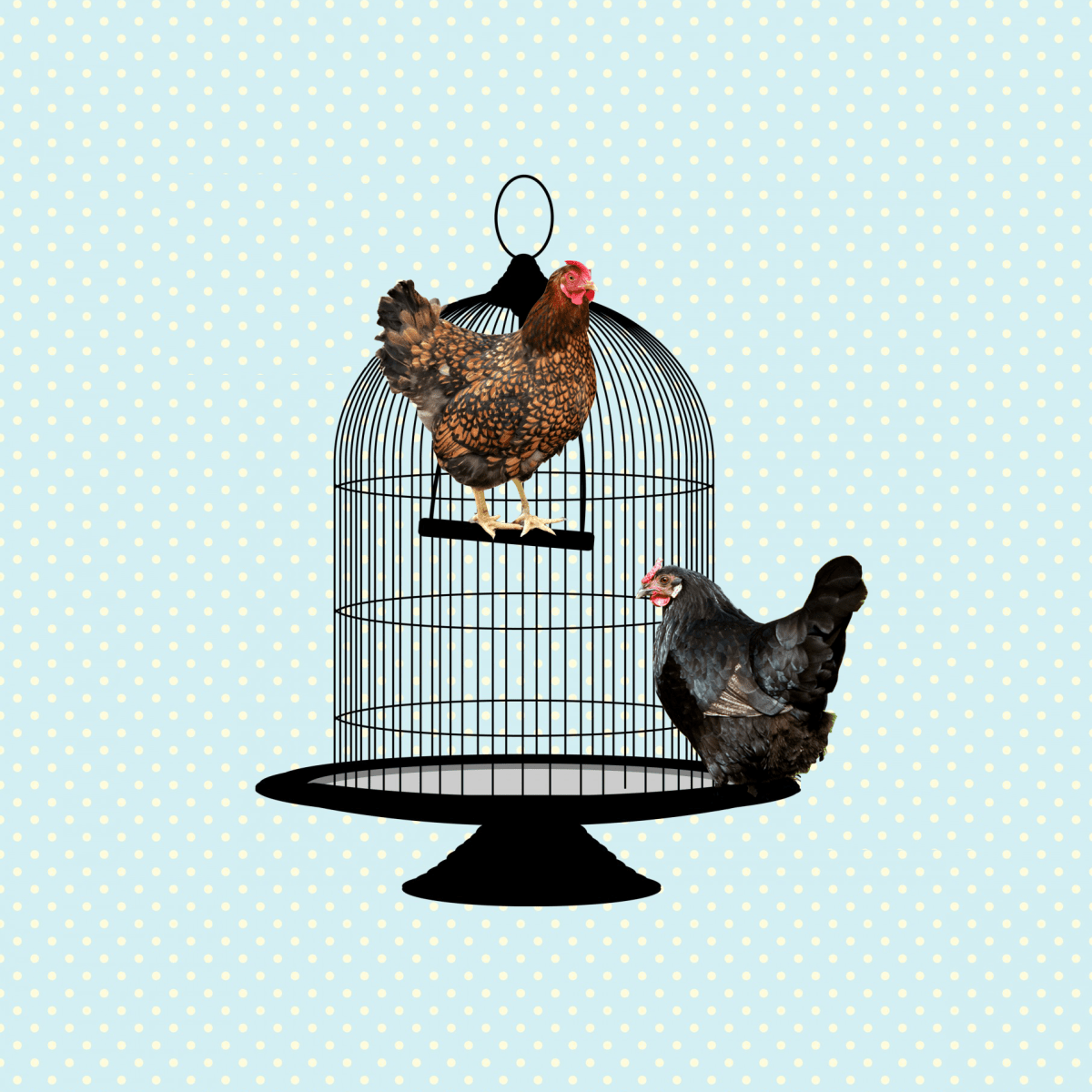 Prop 12 “Cage Free” = 1 to 1.5 Square&nbsp;Feet