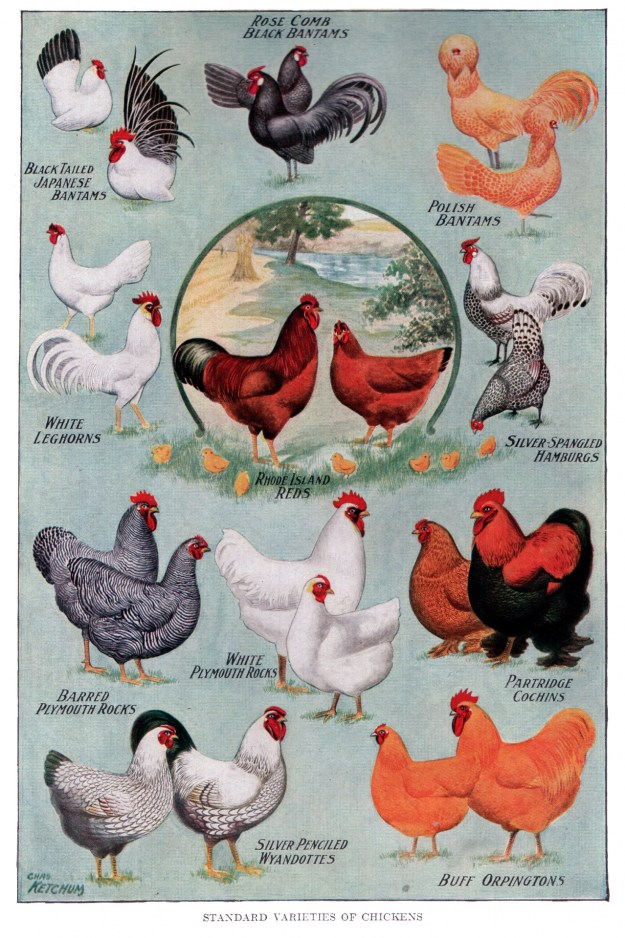 chicken-breeds-vintage-poster