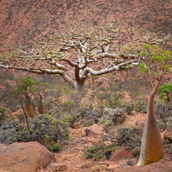 Frankincense: Blood-Thinning Immunity-Booster
